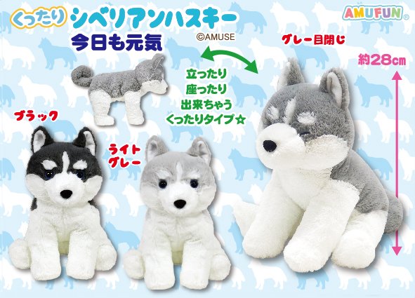 くったりシベリアンハスキー今日も元気JB