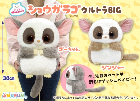 むっちりショウガラゴウルトラBIG