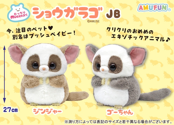 むっちりショウガラゴJB
