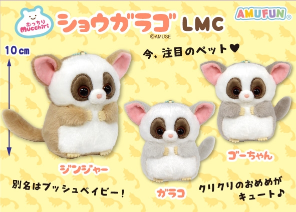 むっちりショウガラゴLMC