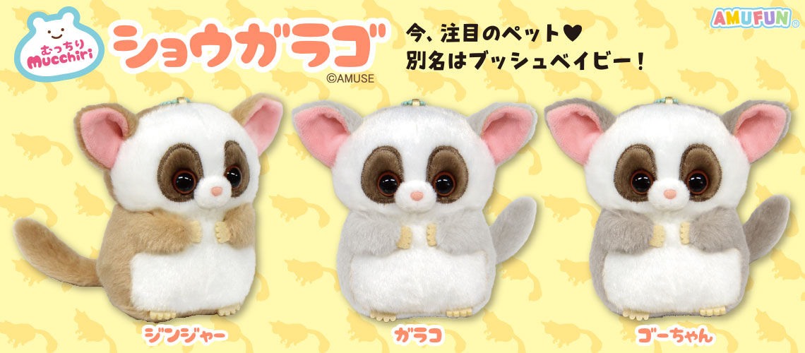 むっちりショウガラゴ