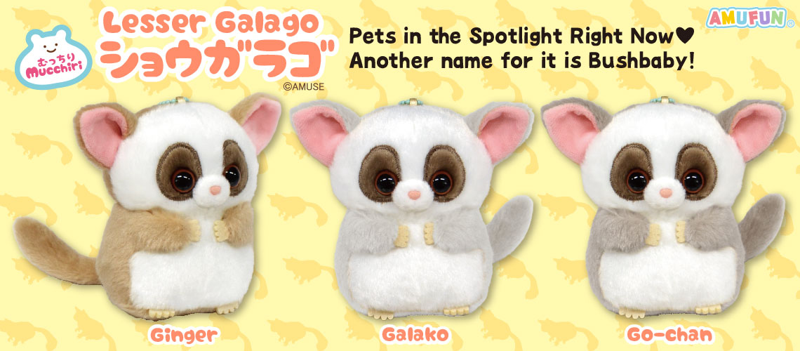 Mucchiri Lesser Galago