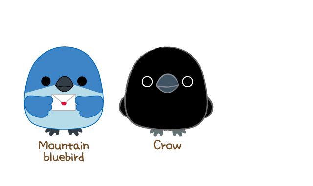 Mountain bluebird / Crow