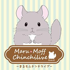 Maru Moff Chinchilive